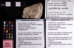 Foto (Objket + Etiketten) von Galatheites aiola (Robins, Feldmann, Schweitzer & Bonde, 2016) 